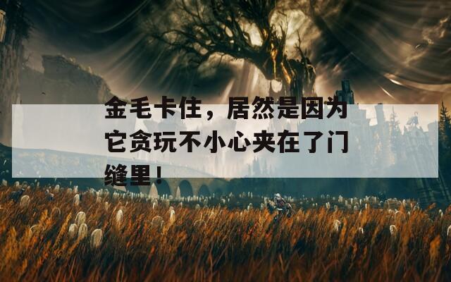 金毛卡住，居然是因为它贪玩不小心夹在了门缝里！